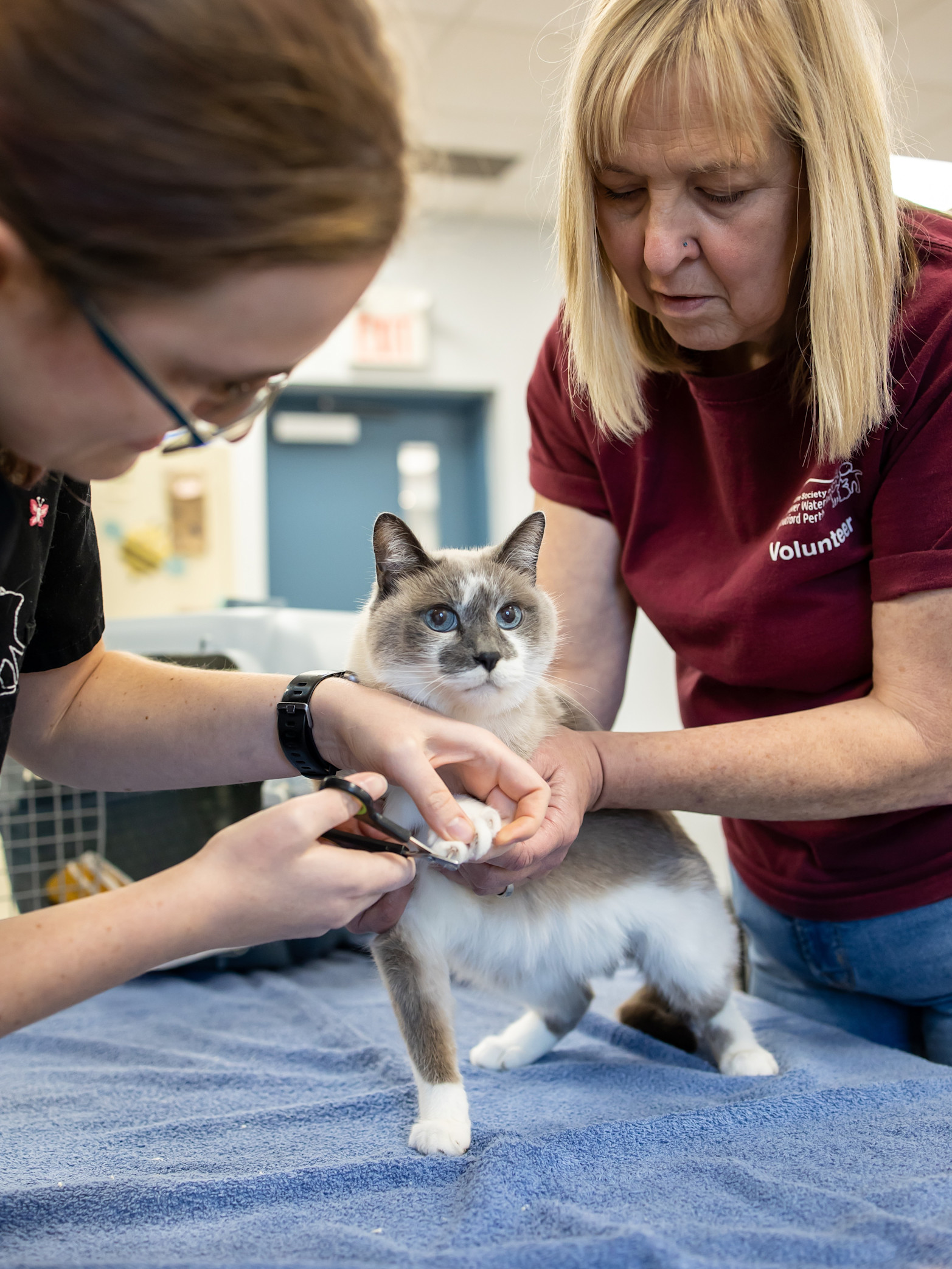 a grey and white cat stands on a table while two women trim its nails