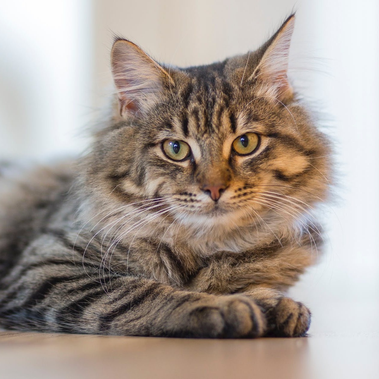 Mainecoon cat lying on the ground indoors. 