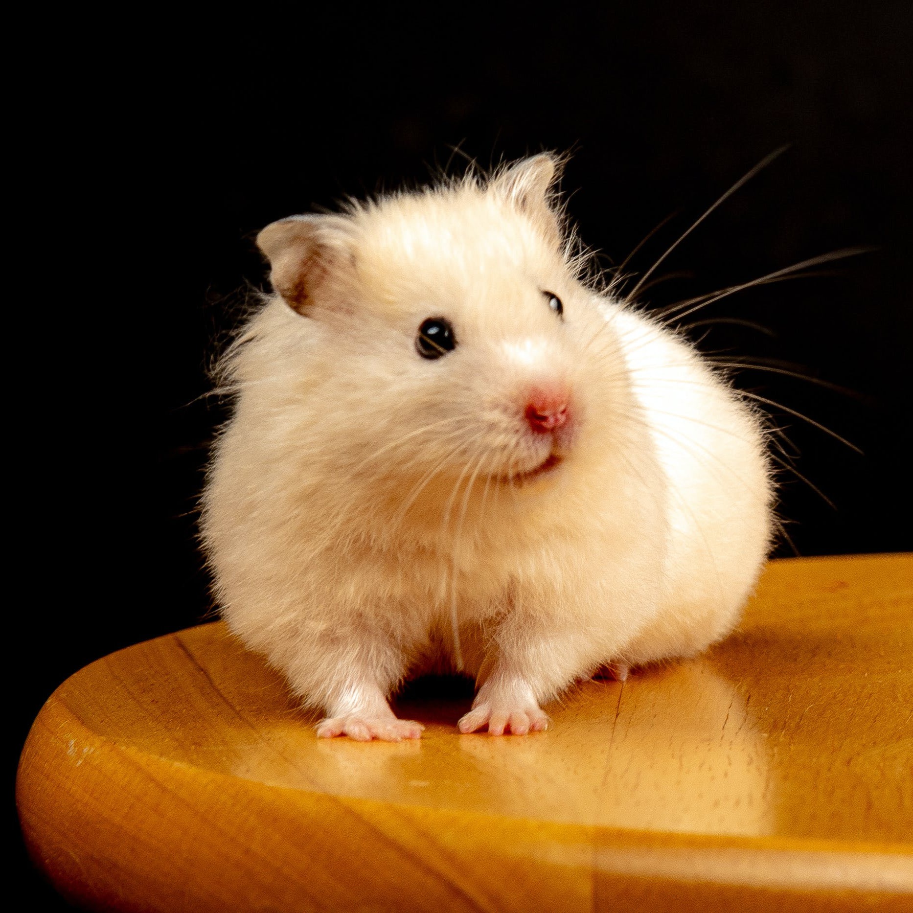 Hamster sitting at the edge of a table looking at the camera.