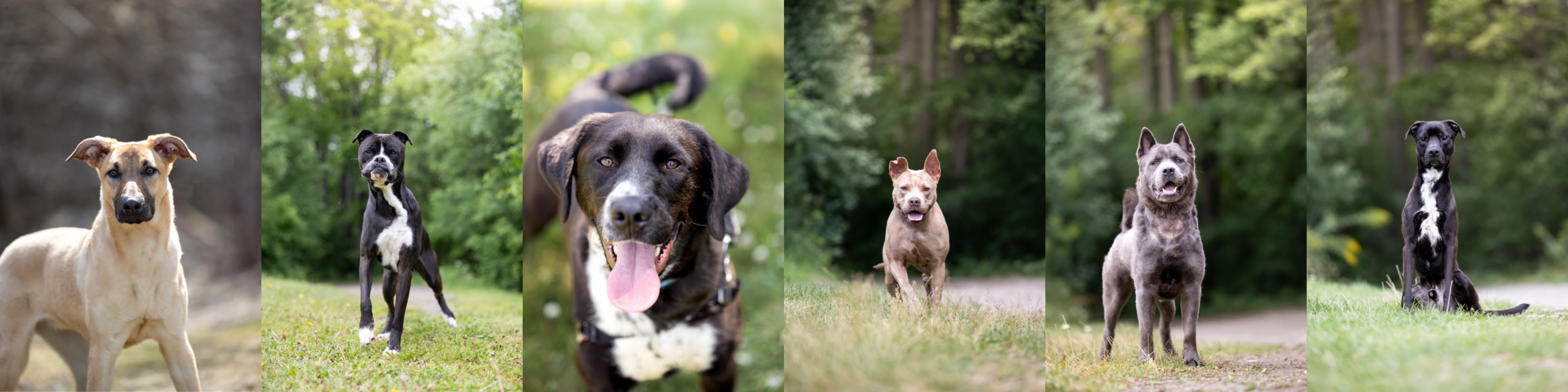 Adoptables (3)
