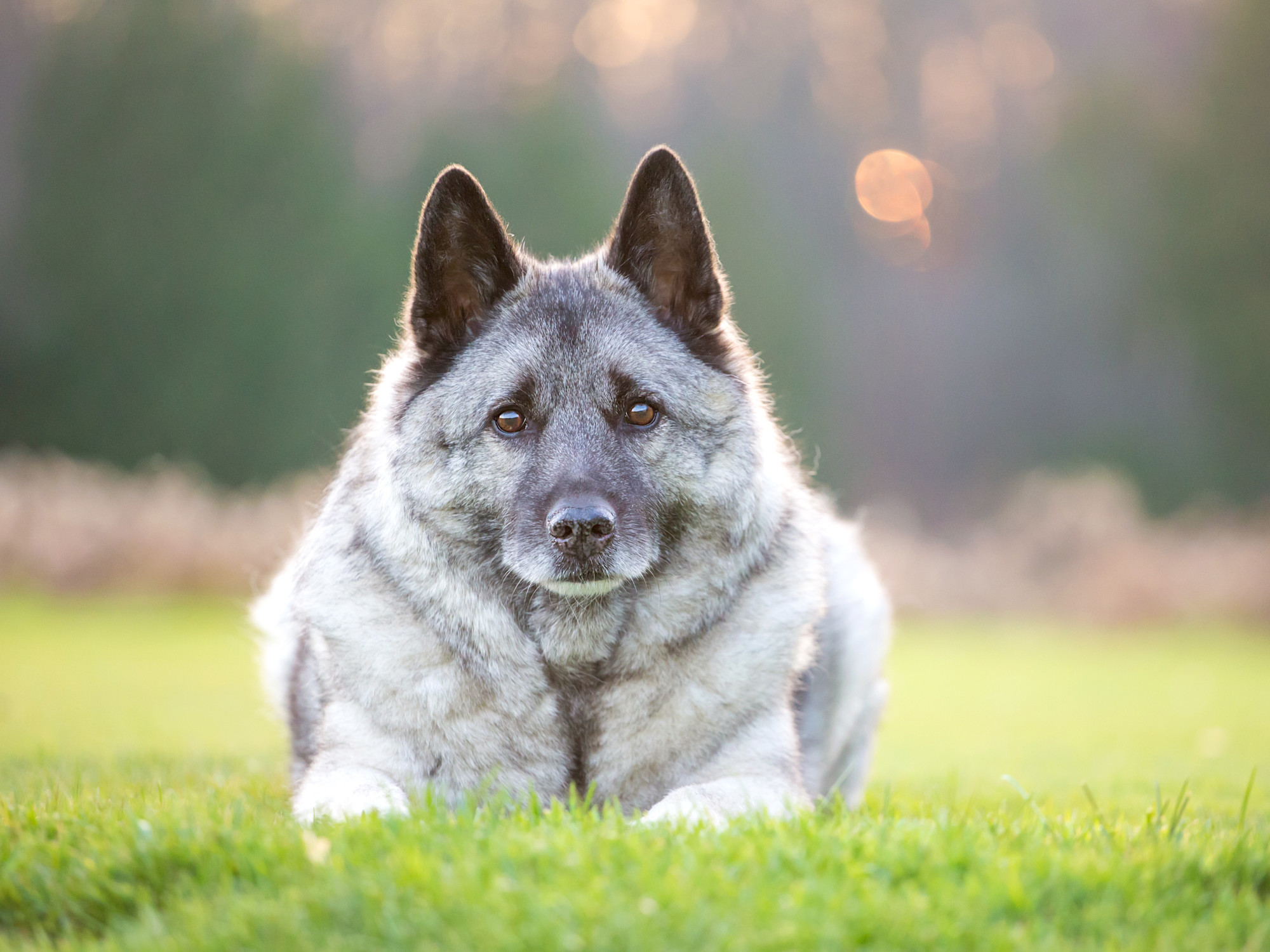 A fluffy grey and black dog laying down in the grass with the sunsetting in the background behind some trees