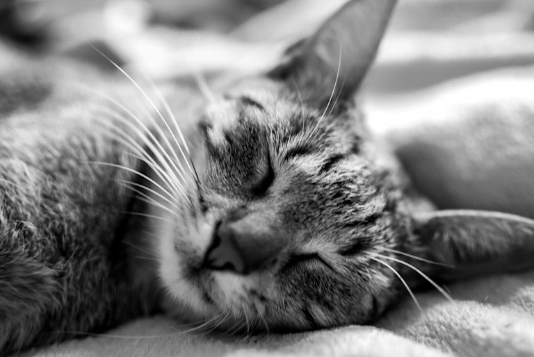 cat sleeping with eyes closed in a black and white photo.
