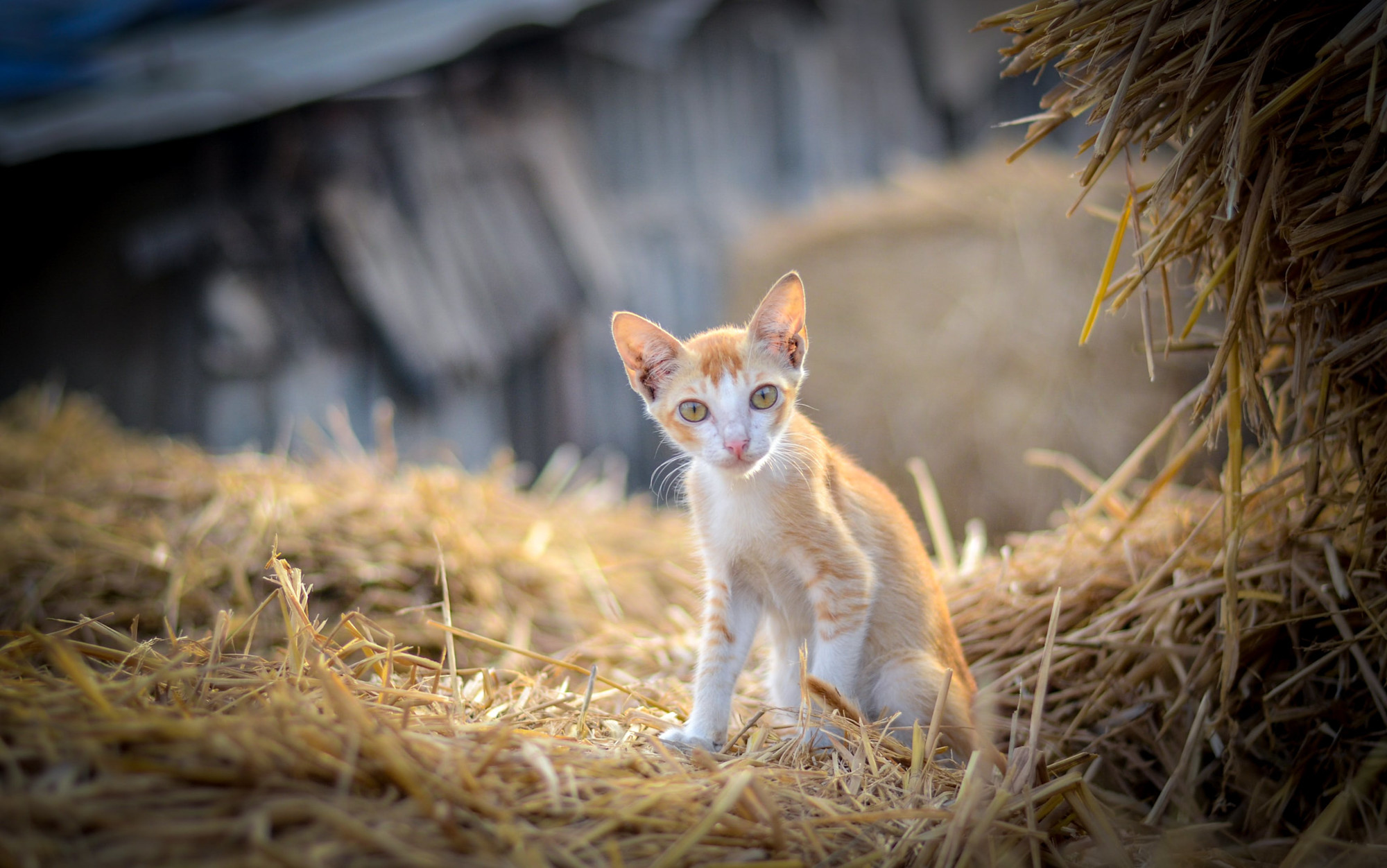 barn cat in the straw