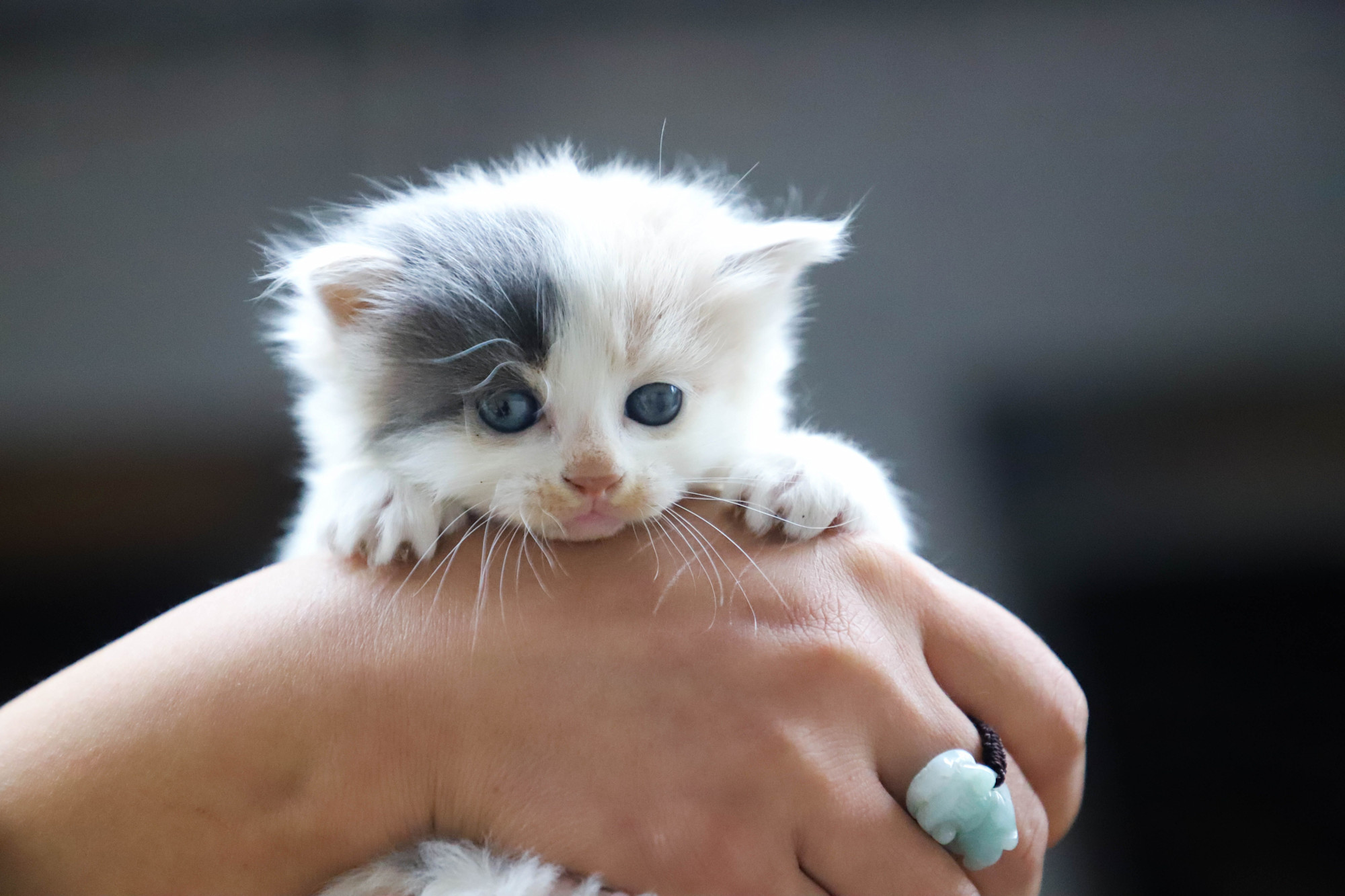 A tiny calico kitten in the hands of a person.