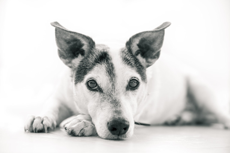 A jack russel terrier laying on the floor with his head on his paw, in a black and white photo.