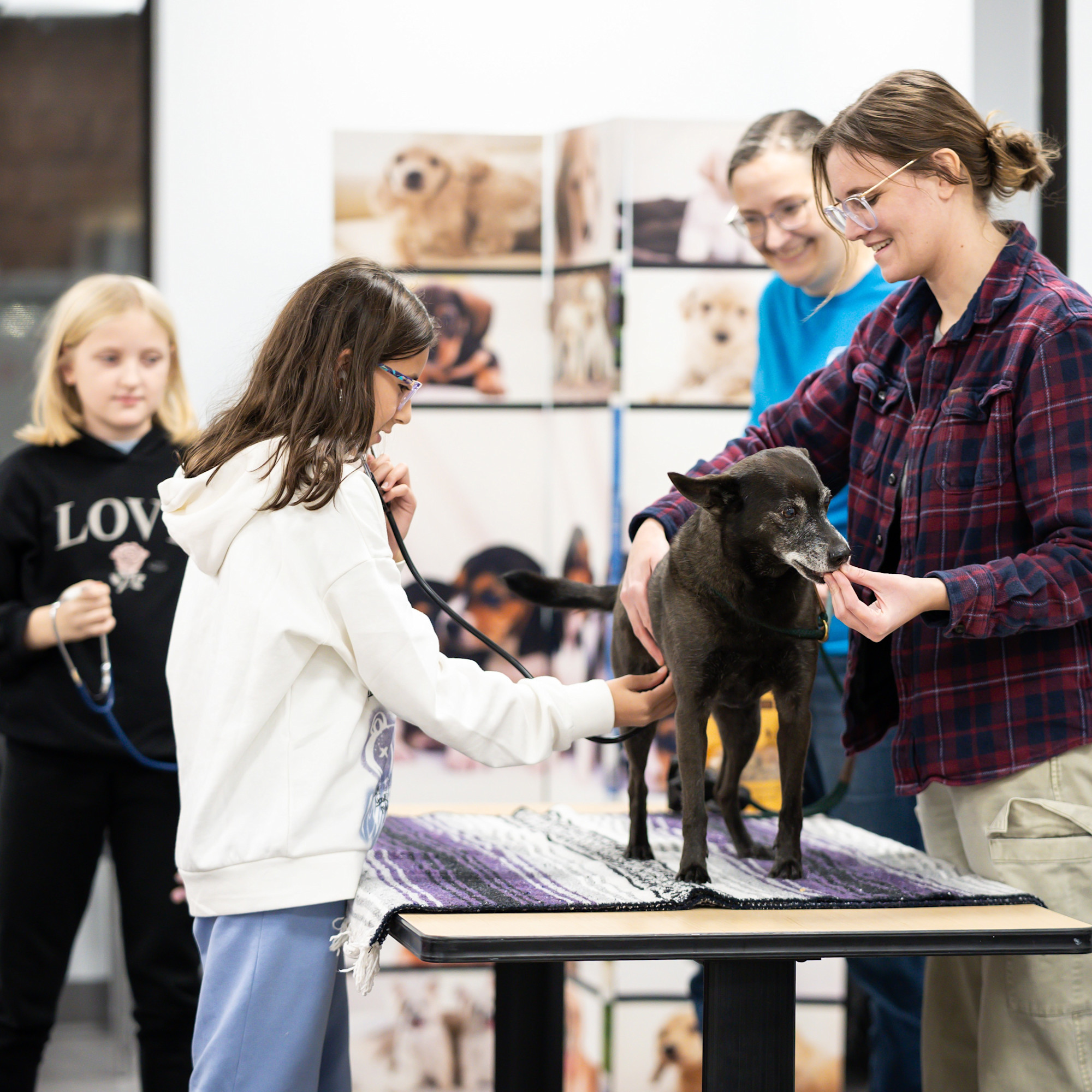 Children practicing a physical exam on a dog with a veterinary guide as part of our community program called Vet Club in Kitchener Waterloo.