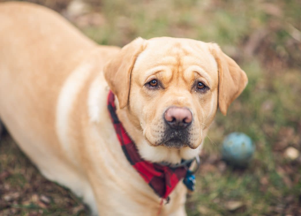 An adult yellow Lab laying in the grass wearing a red and black plaid bandana