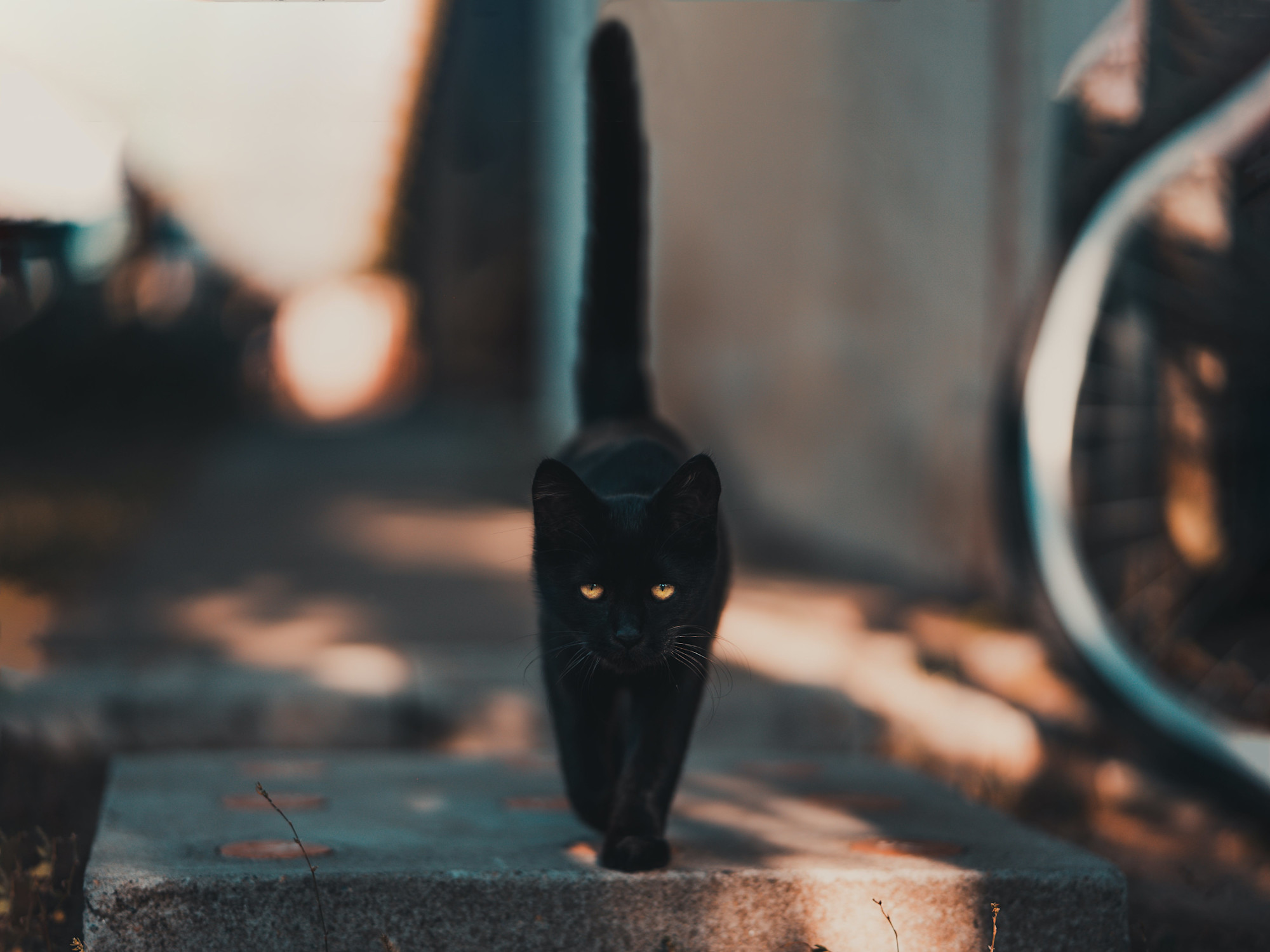 A stray black cat walking along a concrete walkway with it's tail up in the air. 
