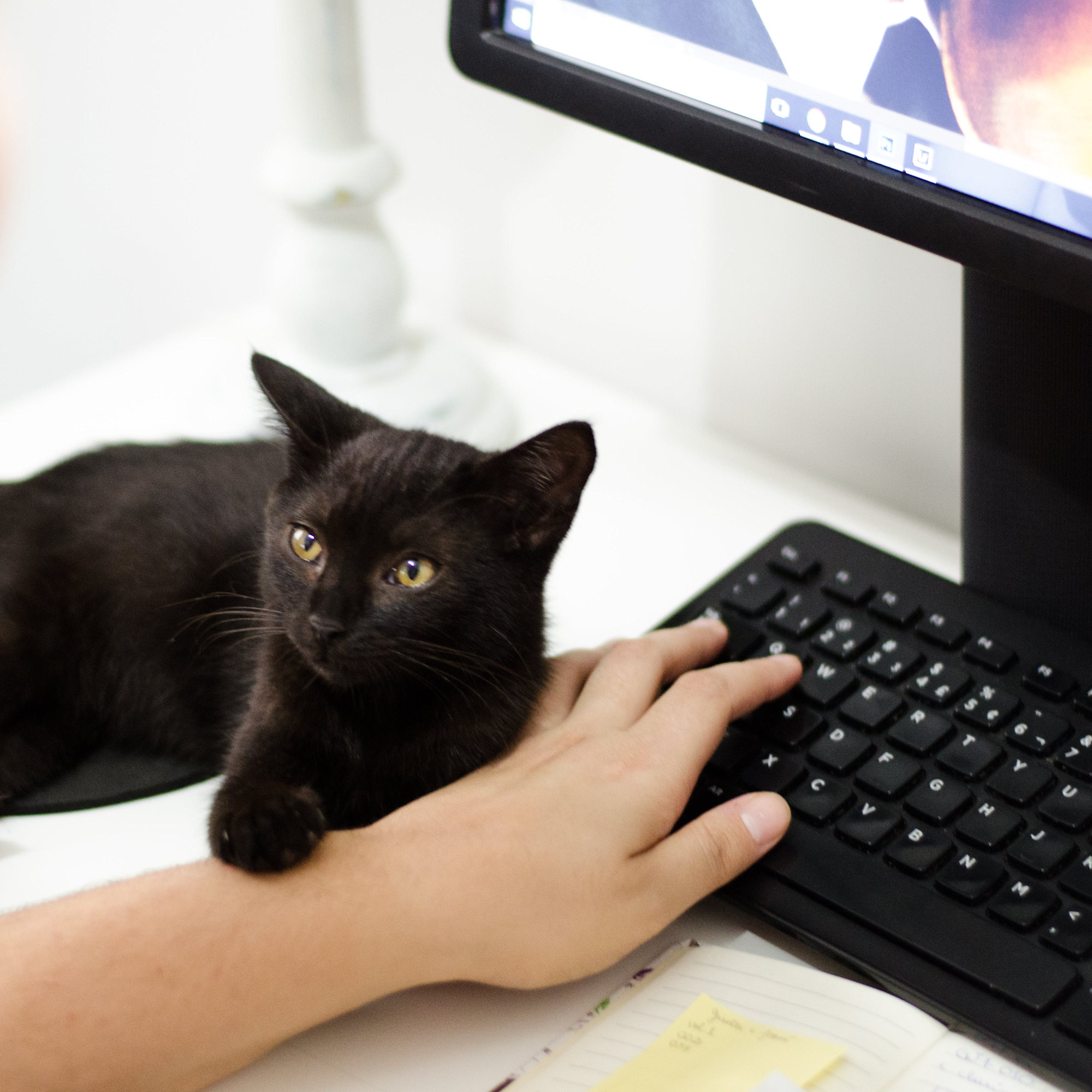 A woman is typing on a computer keyboard while a black cat sits next to her and puts its paw on her arm.