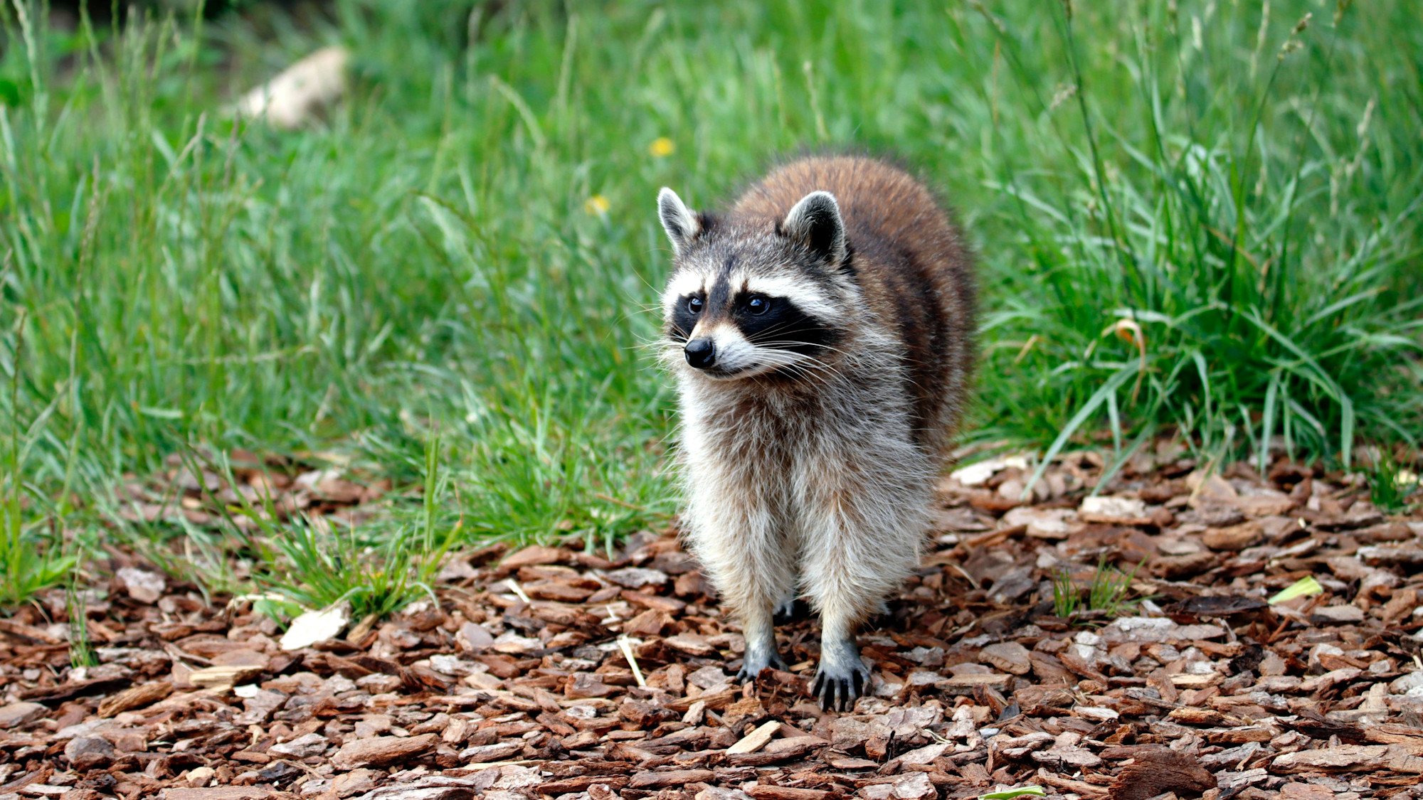 Raccoon standing on wood chips. 