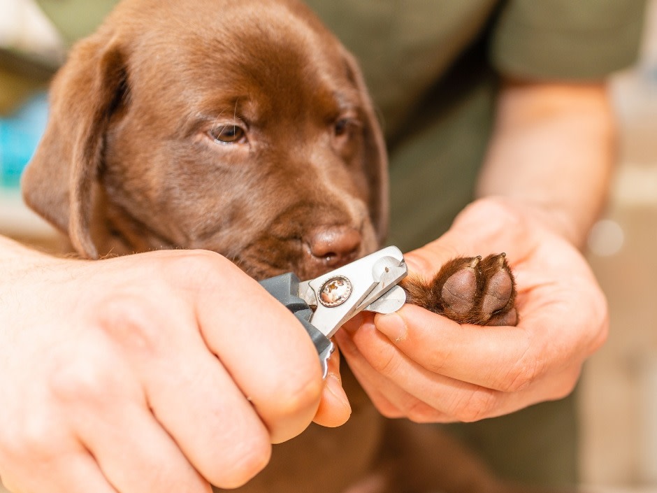 a small brown puppy is having its nails trimmed