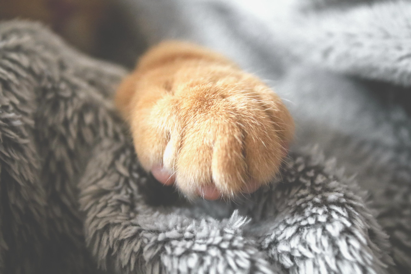 Orange cat's paw peaking out of a blanket.