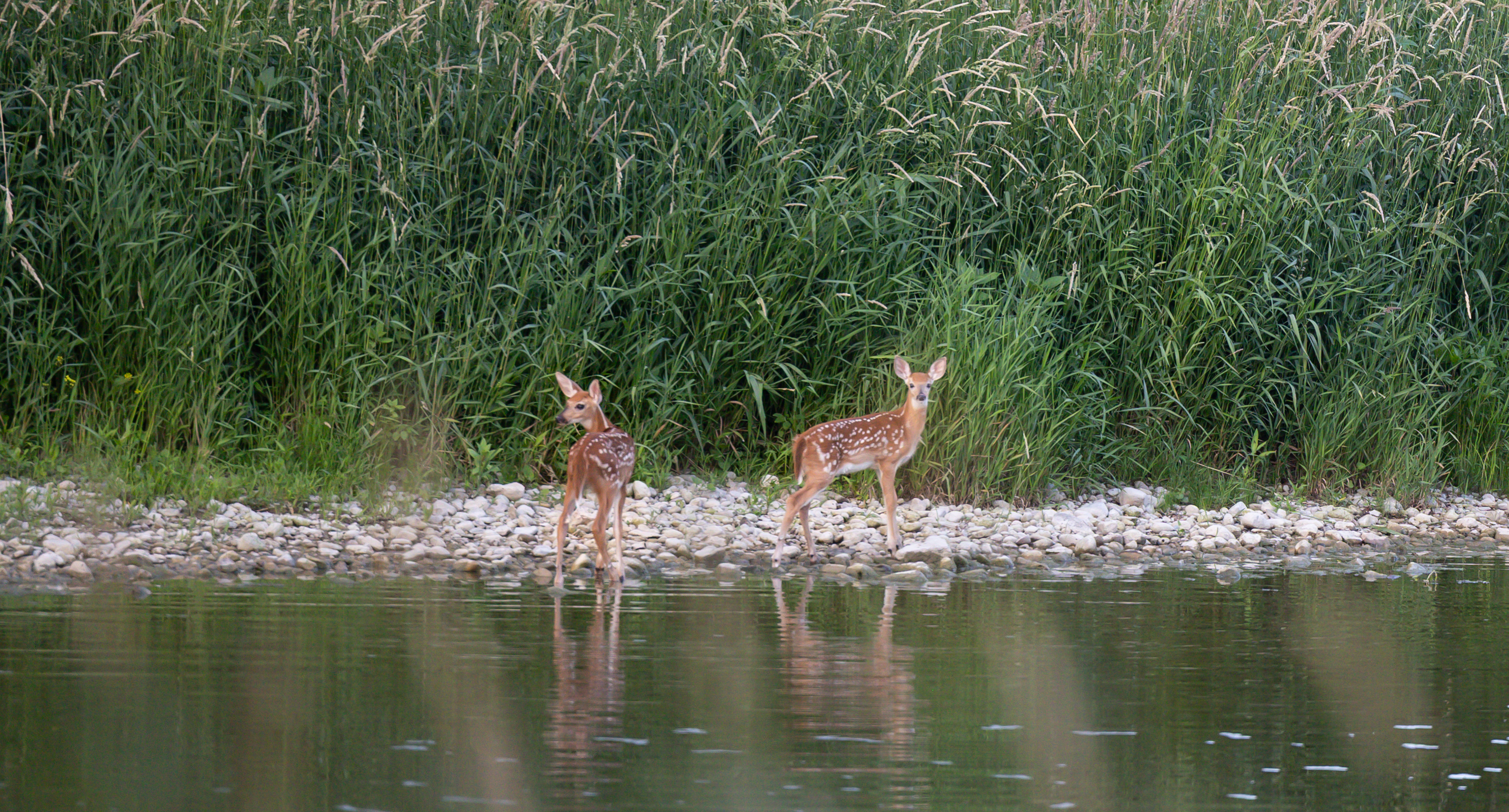 Baby deer