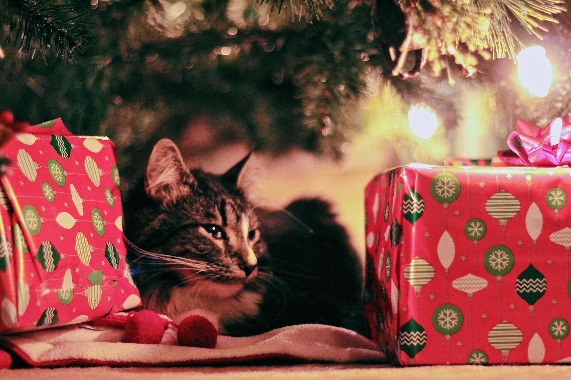 Cat sitting under a Christmas Tree between presents