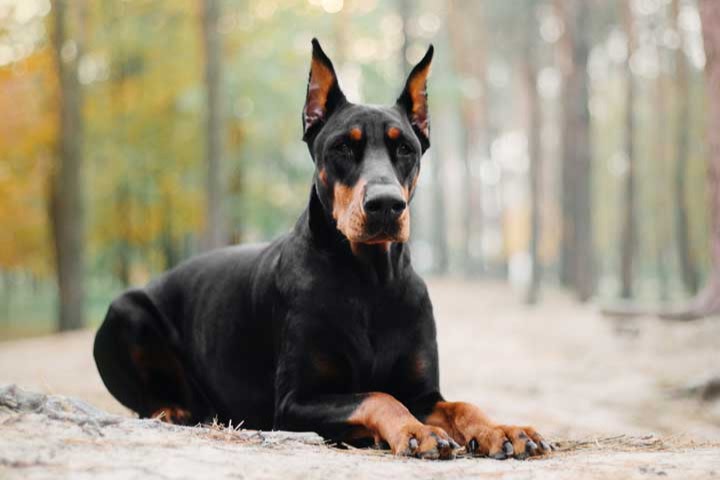 Doberman lying down outside on a path in the woods, with cropped ears.