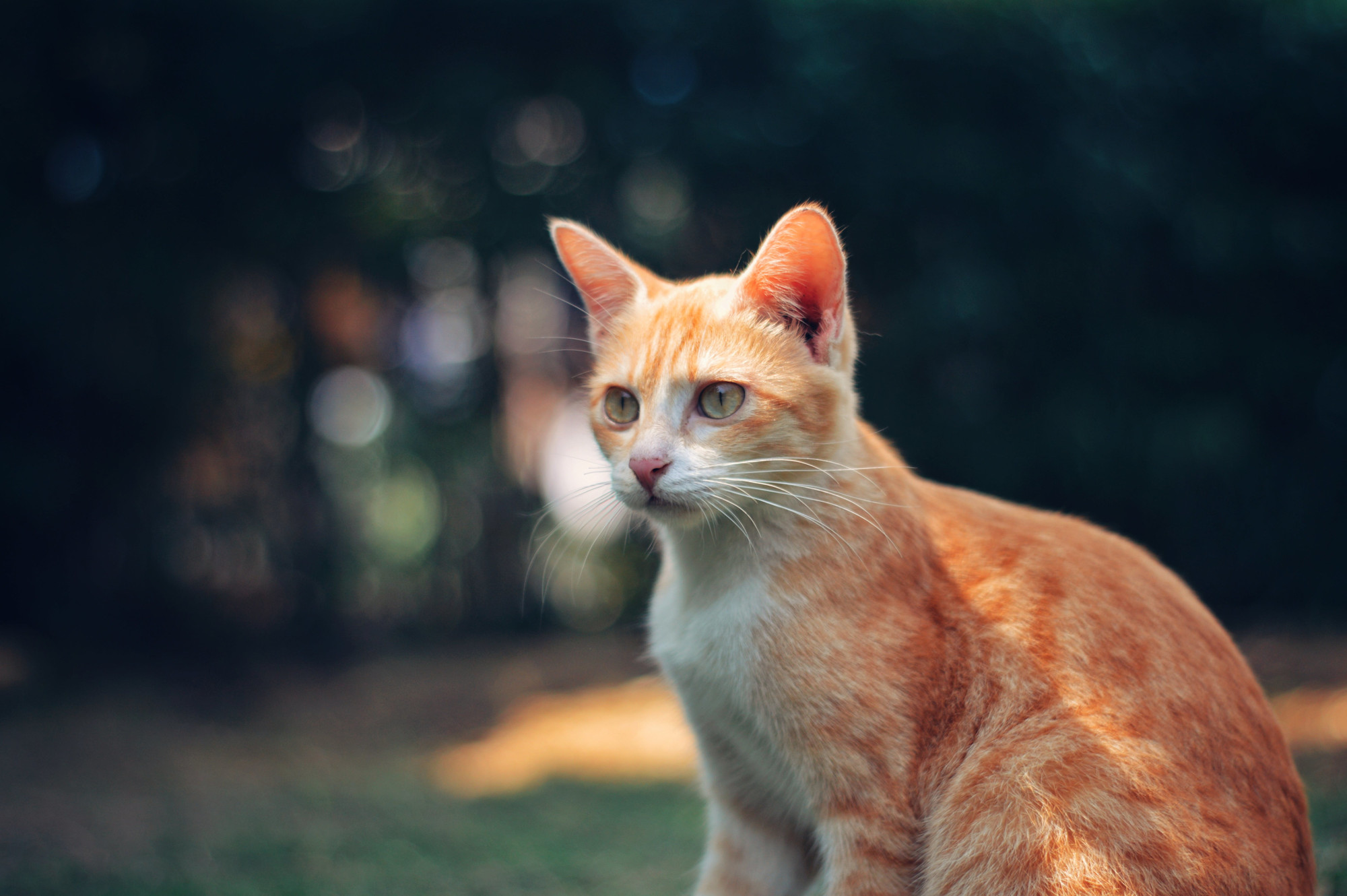 Orange tabby cat sitting outside.