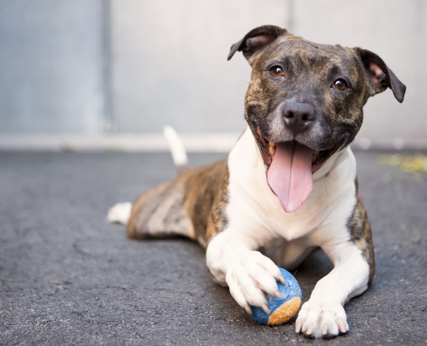 A white and brown brindle dog with one paw on a blue and yellow ball.