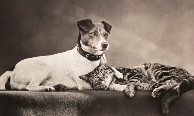 A vintage black and white photo of a dog lying down wiht his head up and paw over a cat sleeping. 