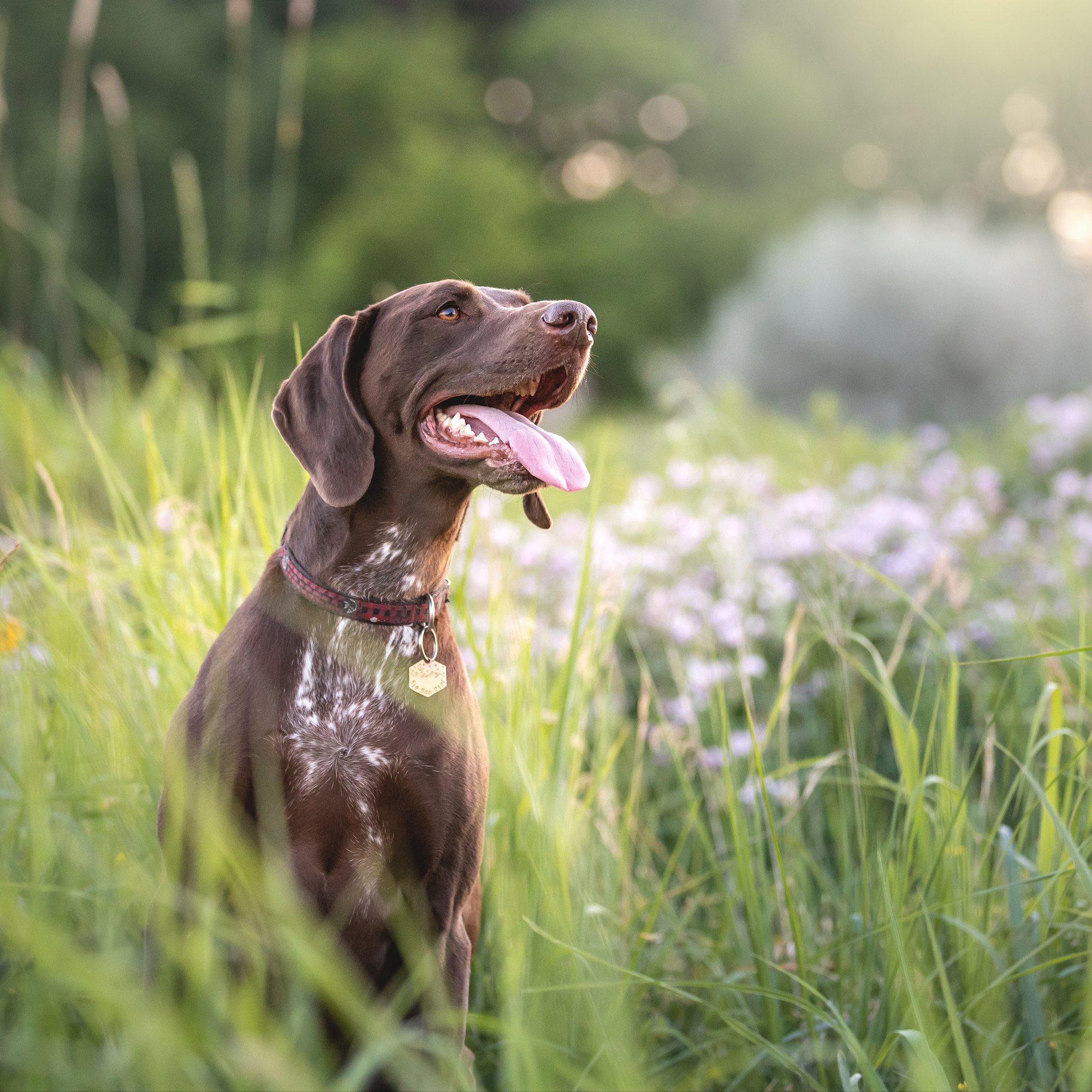 German shorthaired pointer in a field during golden hour in Kitchener Waterloo