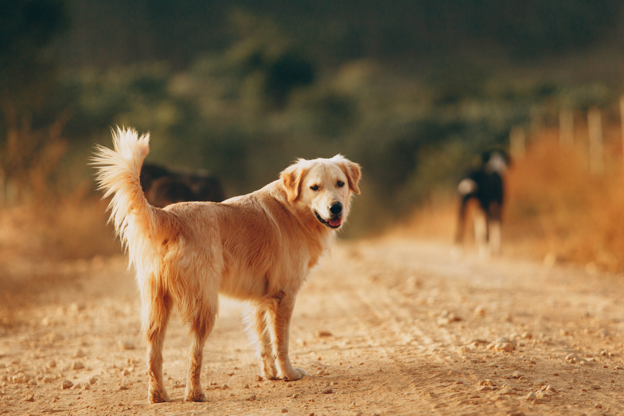 A golden retriever is following another dog along a dirt road and is looking back at the camera. 