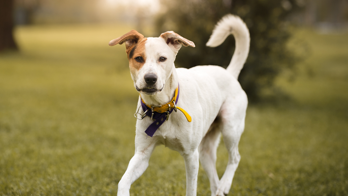 Pets Being Rehomed The Humane Society of Kitchener Waterloo