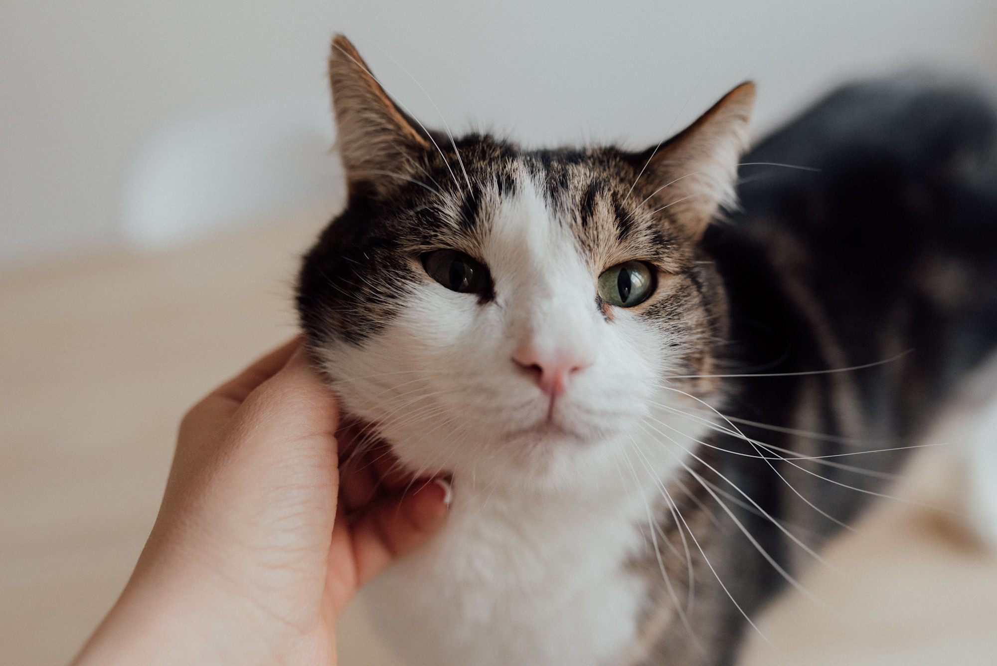 A white and brown cat being pet by a woman.