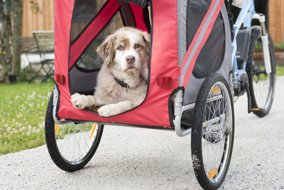 Hunde Fahrradkorb Hinten Bis 10 kg – Die 15 besten Produkte im
