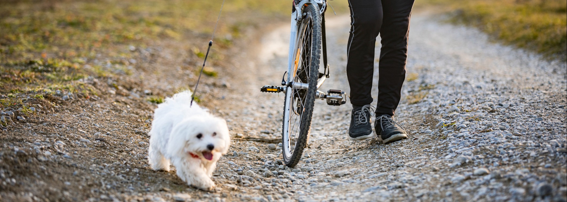 Radfahren mit Hund: Die besten Tipps für Besitzer