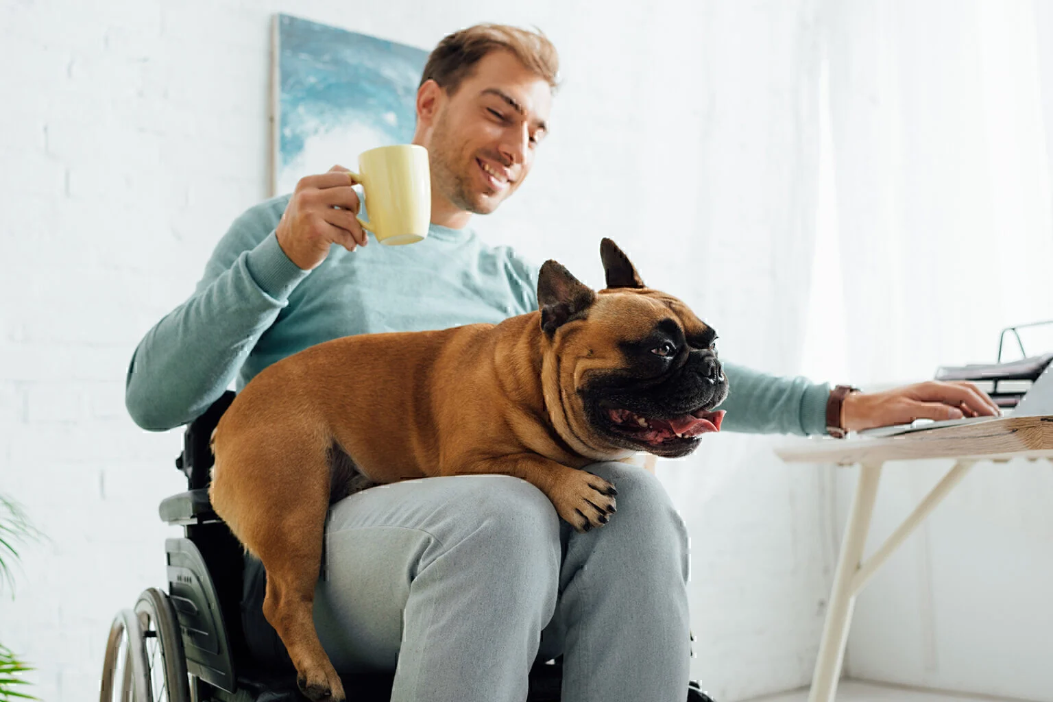 smiling man in wheelchair holding french bulldog