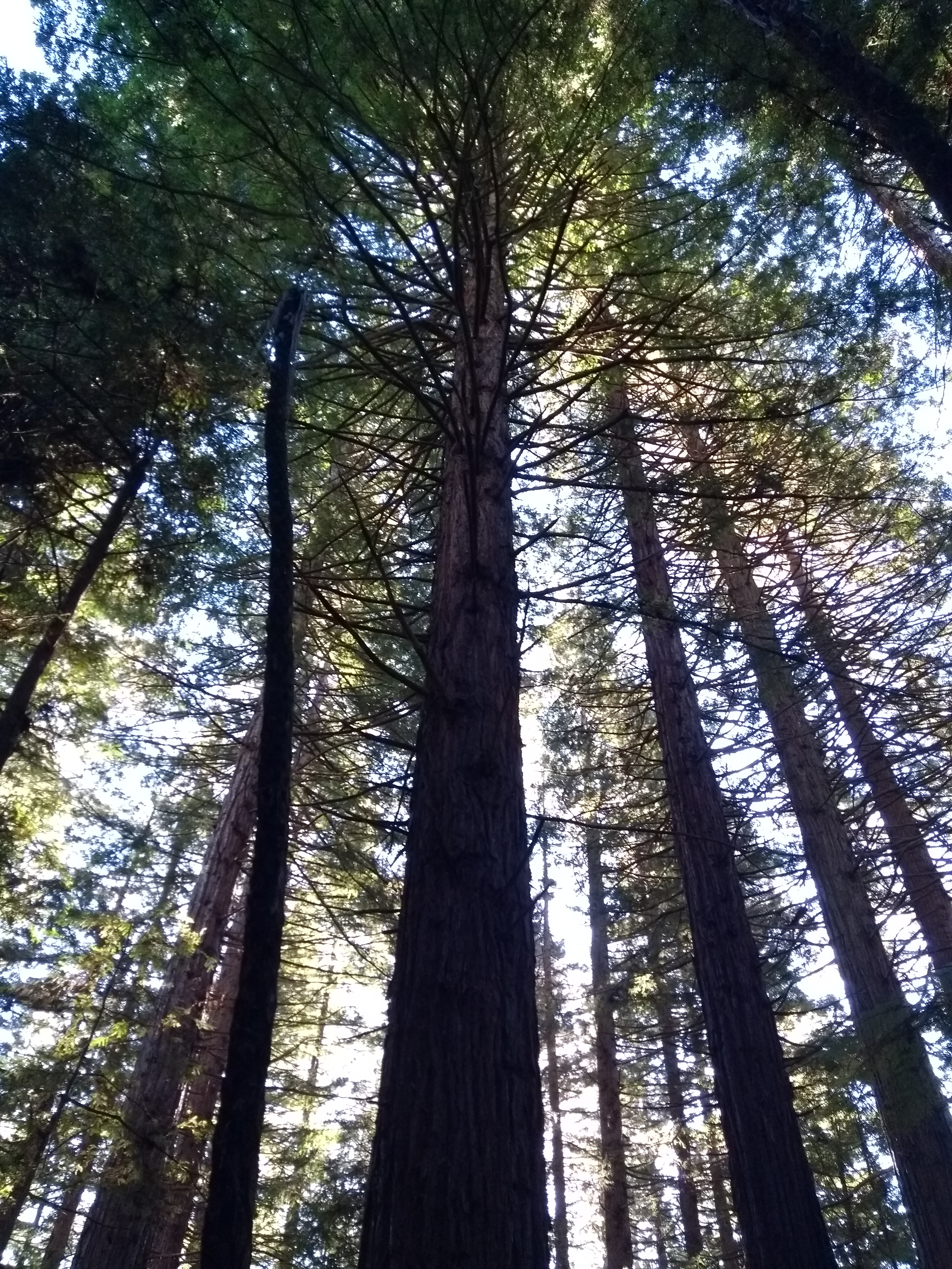 Redwoods