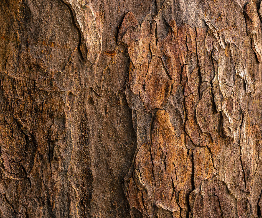 Woody Perfumes_Photo by Jude Infantini on Unsplash_close up of bark texture on a tree