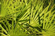 Is Saw Palmetto a Good Hair Supplement?
