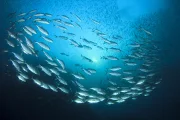 Beauty IQ Article - What Does Marine Extracts Do For Hair?