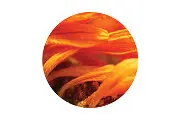 What are The Benefits of Jurlique Calendula Products?
