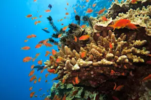 Microbeads: Why Shouldn't You Use Them?