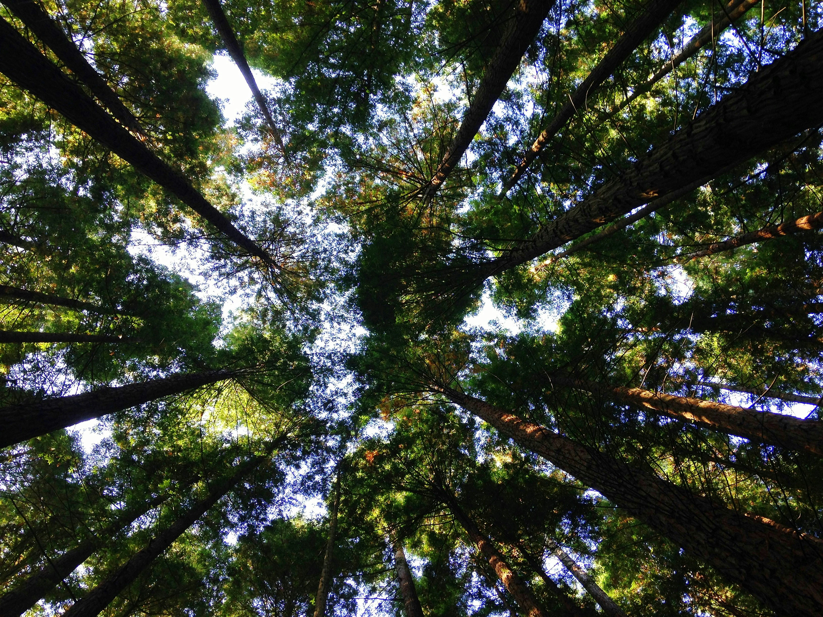 5 giugno, Giornata Mondiale dell'Ambiente: cosa chiederebbe Plinio oggi?