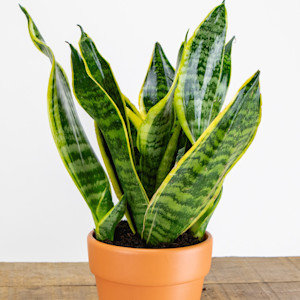 Snake plant