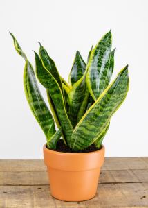 Snake plant