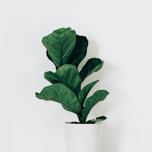 Fiddle Leaf Fig