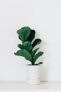 Fiddle Leaf Fig