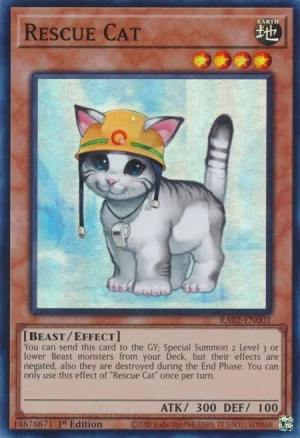 rescue cat