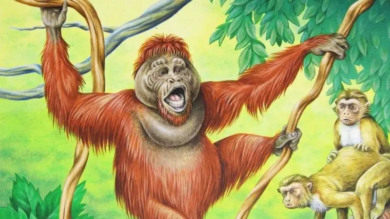 uktabi orangutan