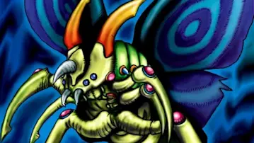moth