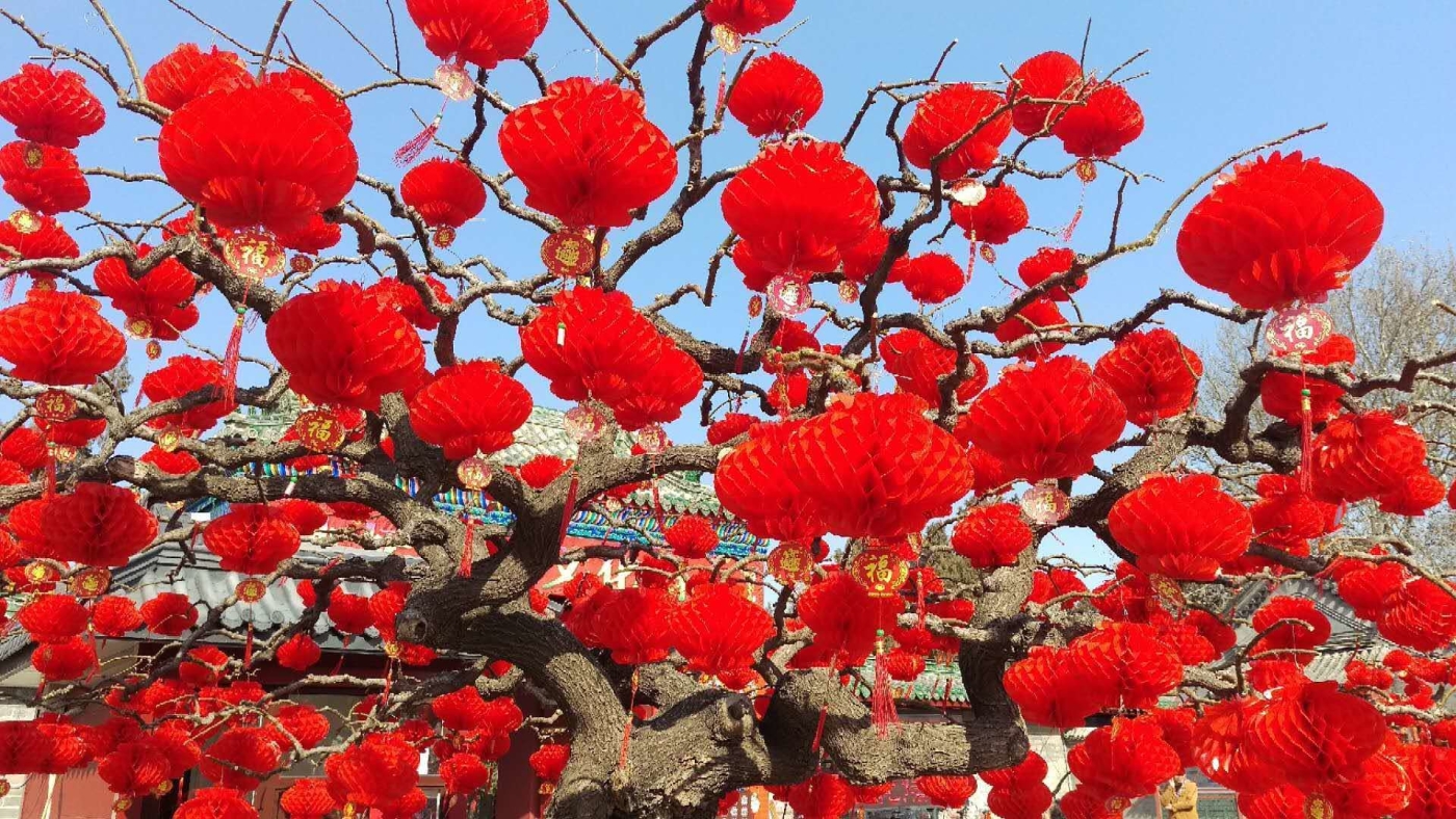 Lanterns decorate a tree