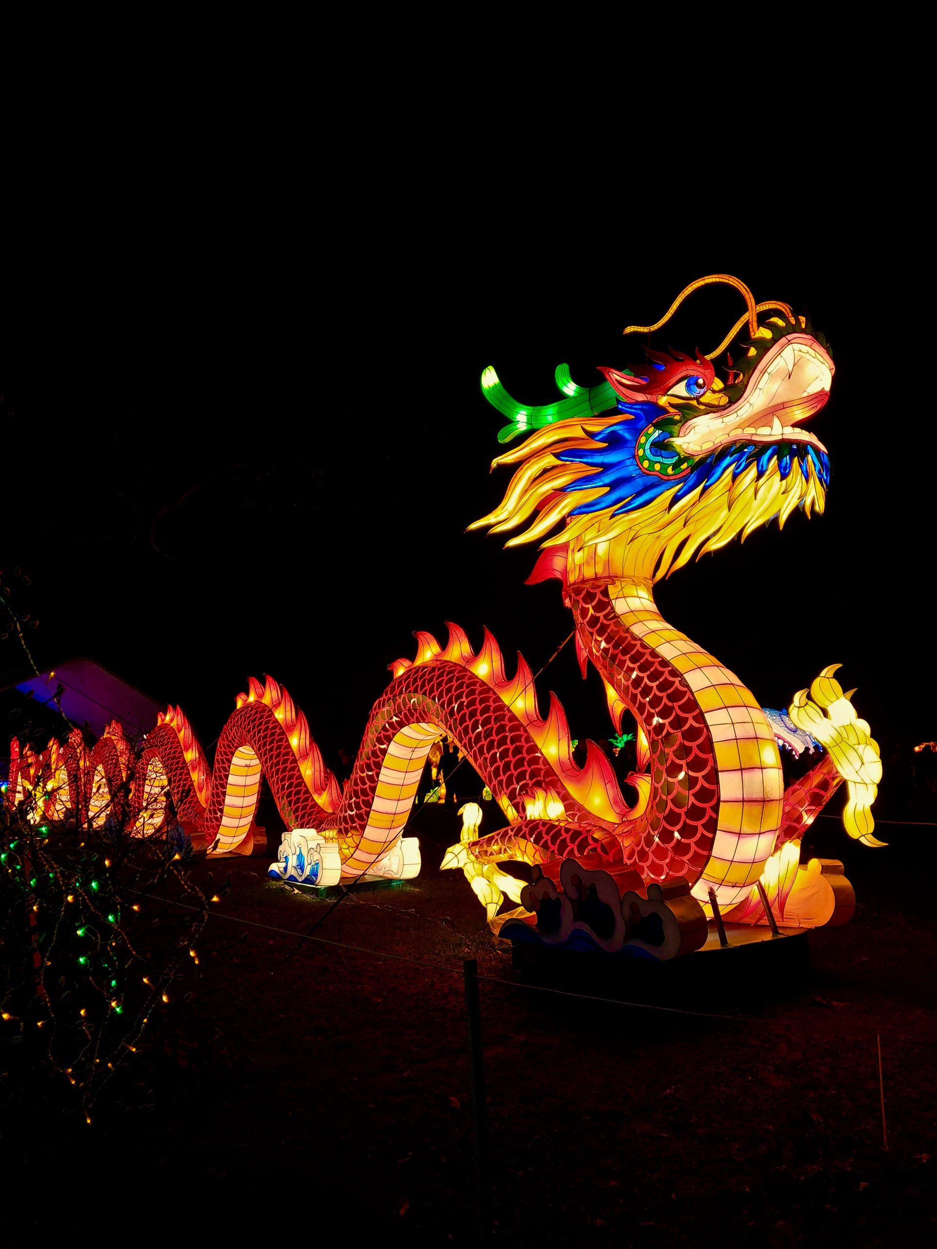 Chinese dragon dance glowing dragon
