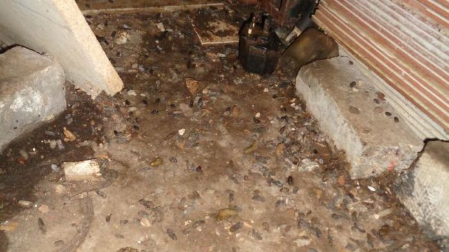 Rat droppings in filthy chippy in Blackpool