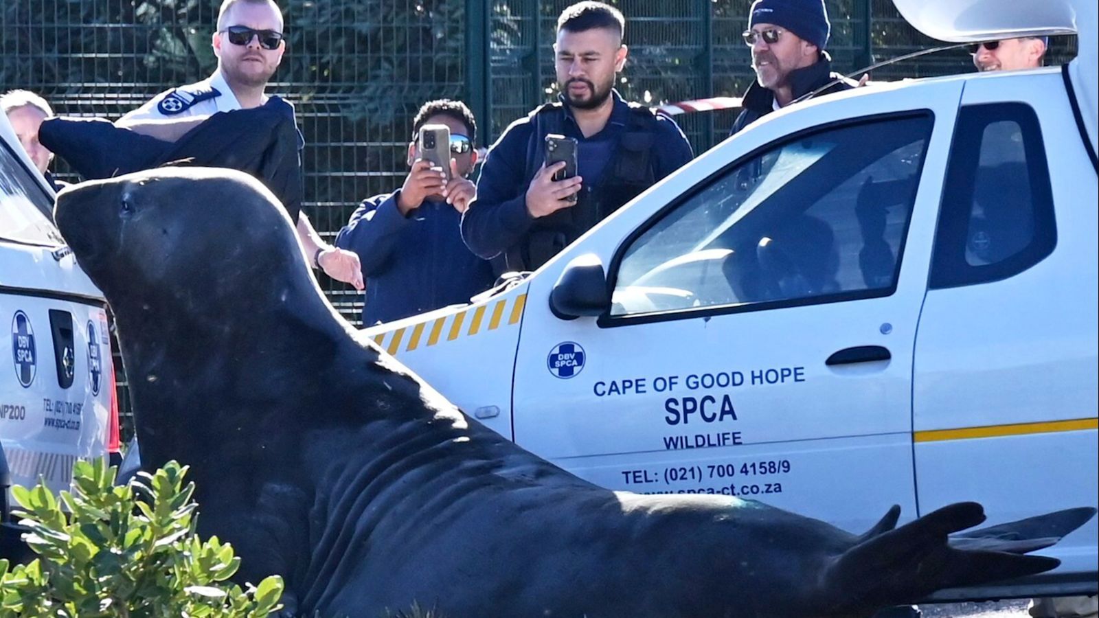 Großer See-Elefant überrascht Einwohner von Kapstadt, indem er auf die ...