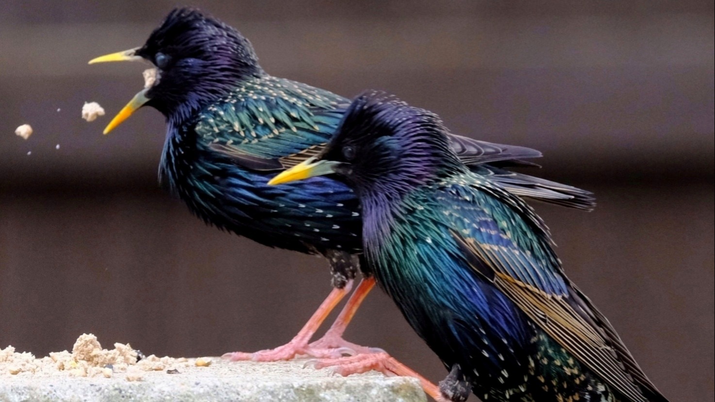 Big Garden Birdwatch: Your photos from across the South East | ITV News