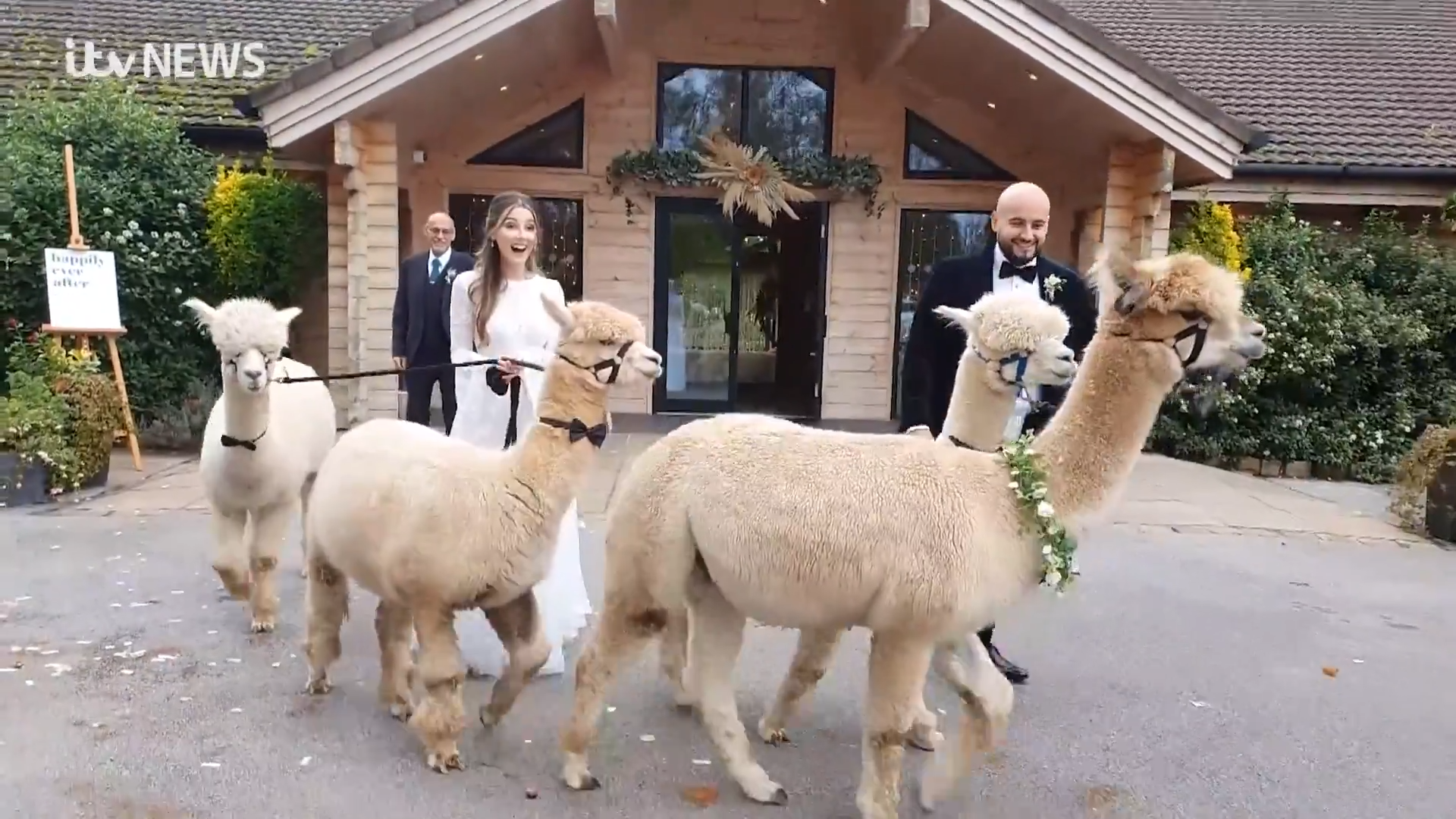 Alpaca wedding Meet the wooly animals who can walk you down the