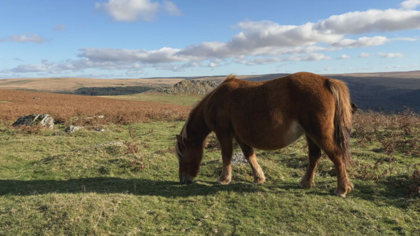 Streit um die mögliche Keulung gefährdeter Bergponys im Dartmoor
